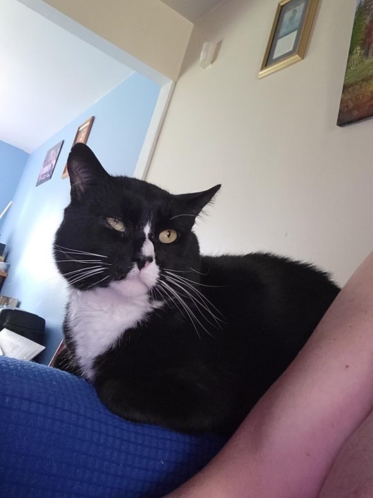 Spooky, Adult Male Tuxedo