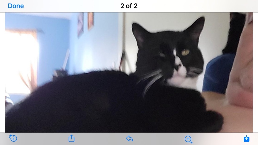 Spooky, an adoptable Tuxedo in Holly, MI, 48442 | Photo Image 4