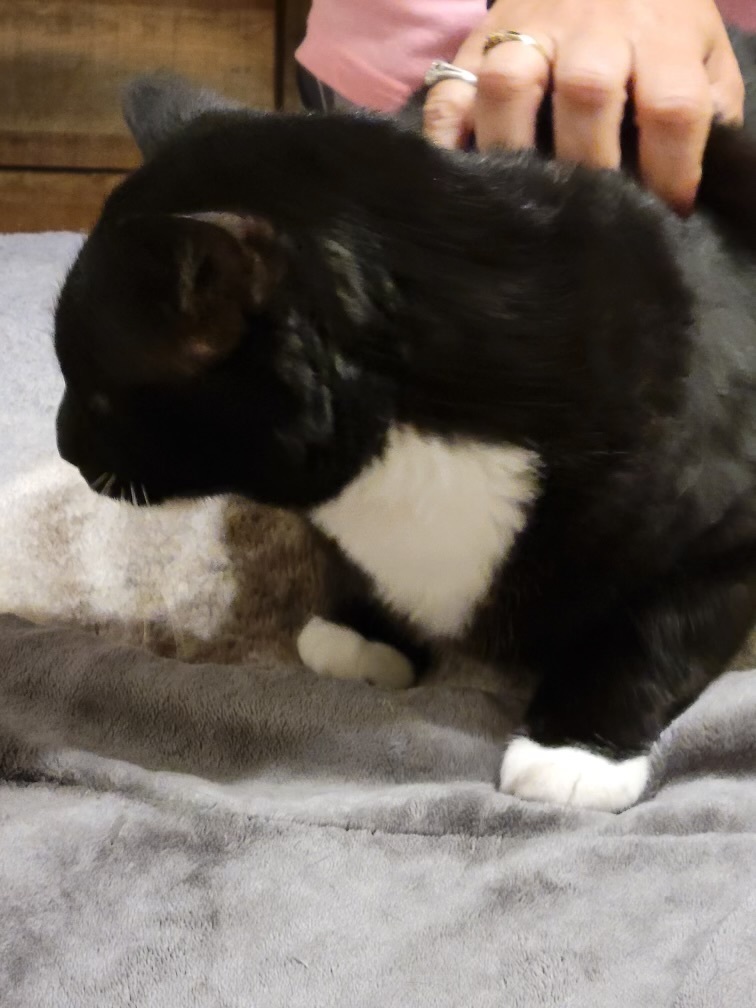 Spooky, an adoptable Tuxedo in Holly, MI, 48442 | Photo Image 5