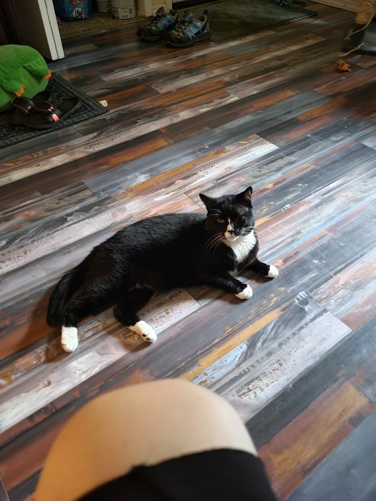 Spooky, an adoptable Tuxedo in Holly, MI, 48442 | Photo Image 3