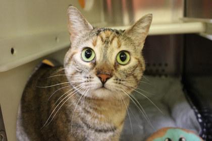 Molly, Adoptable, Adult Female Domestic Short Hair & Domestic Short Hair.