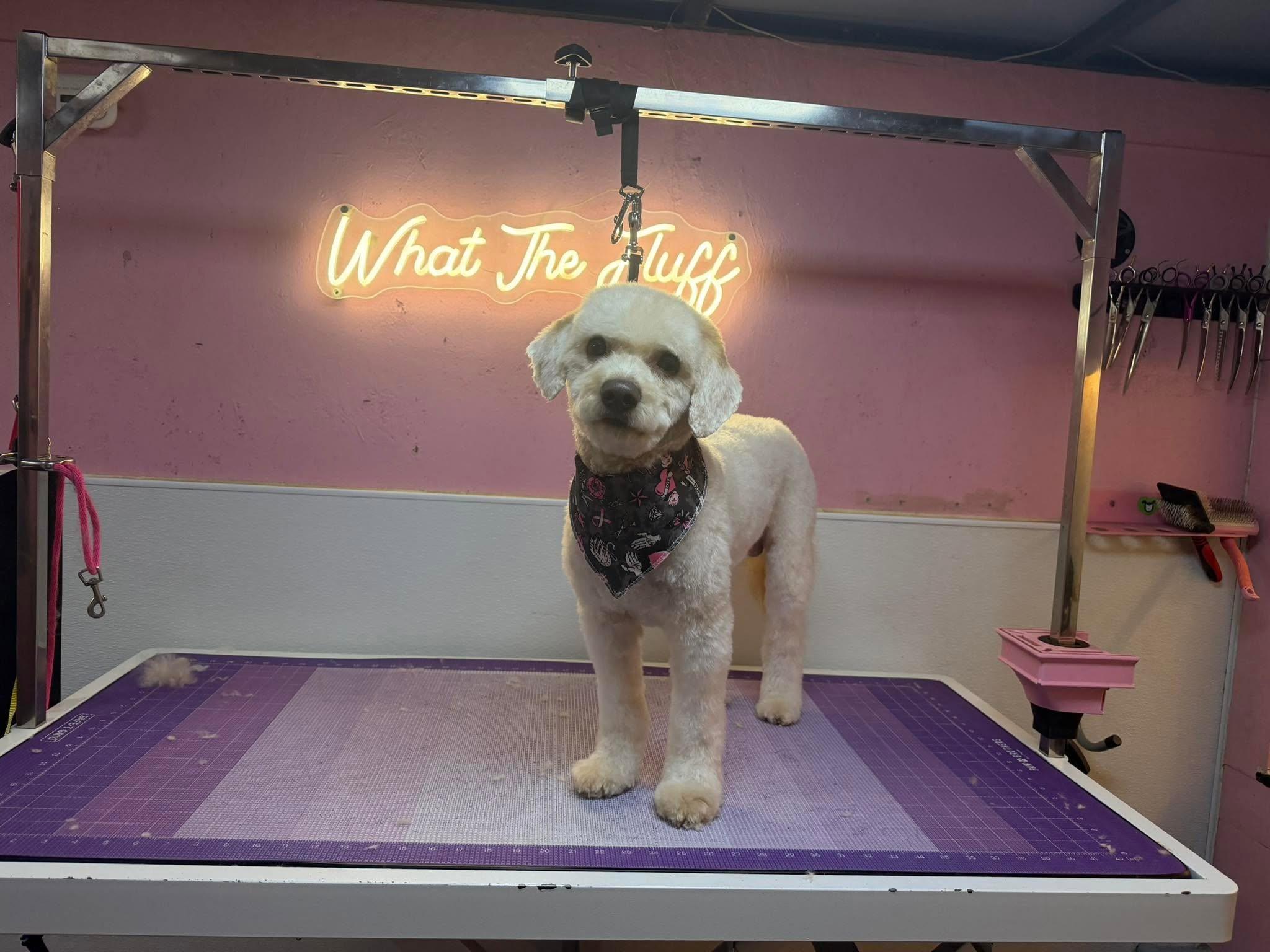 Bostin, Adopted, Adult Male Miniature Poodle.