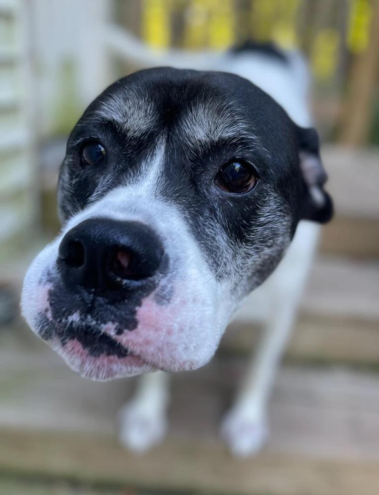 Charlie, Adoptable, Adult Male Boxer.