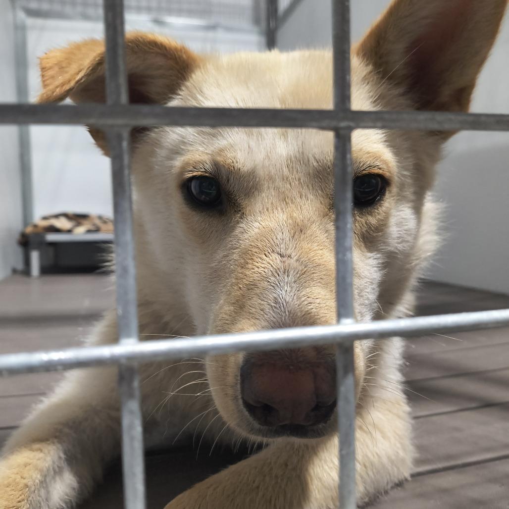 Bolt, Adoptable, Adult Male Golden Retriever & Mixed Breed.