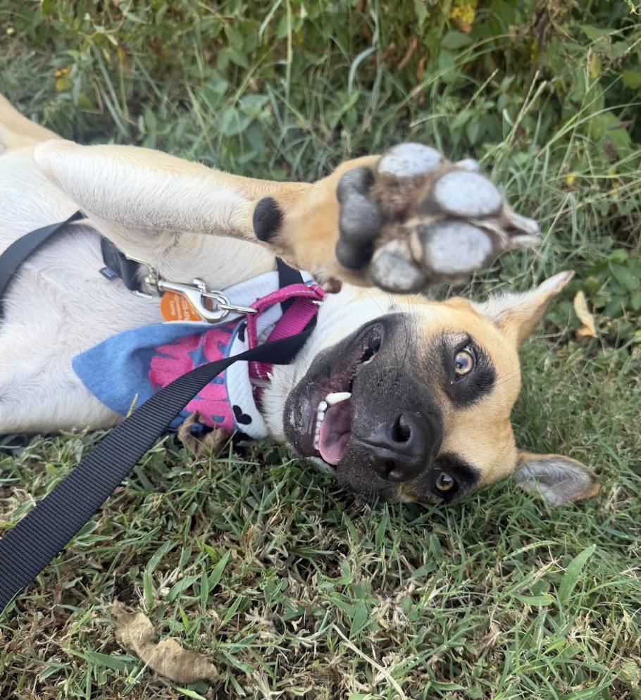 Enlarge Carolina, a Adoptable mixed breed in Nashville, TN image 1/6