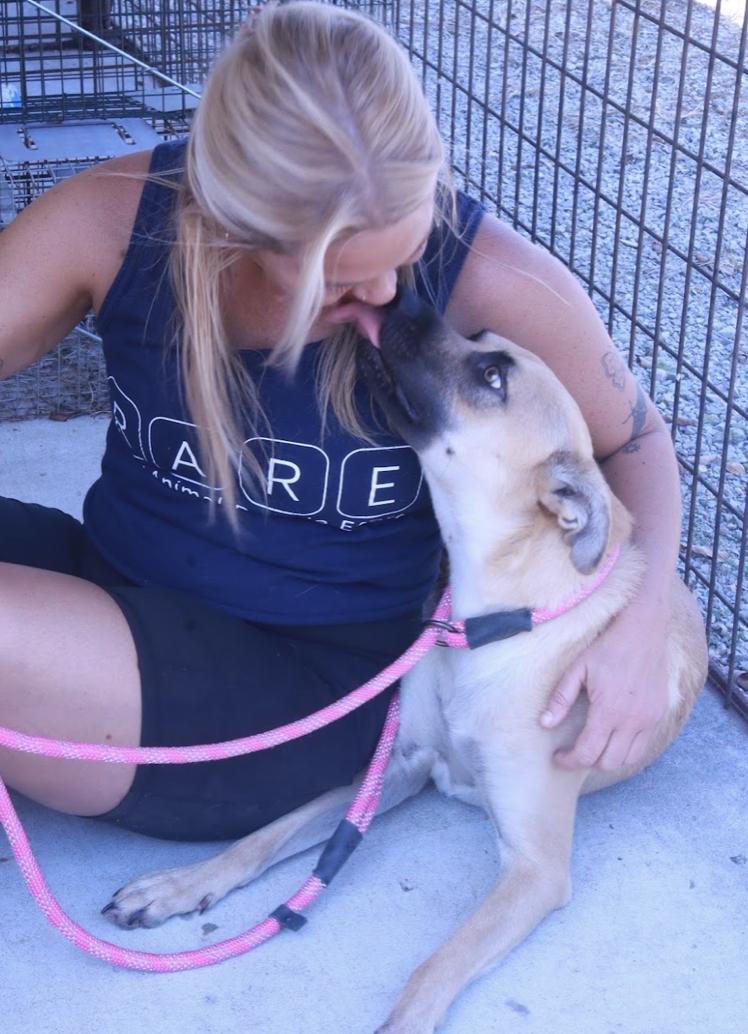 Enlarge Carolina, a Adoptable mixed breed in Nashville, TN image 5/6