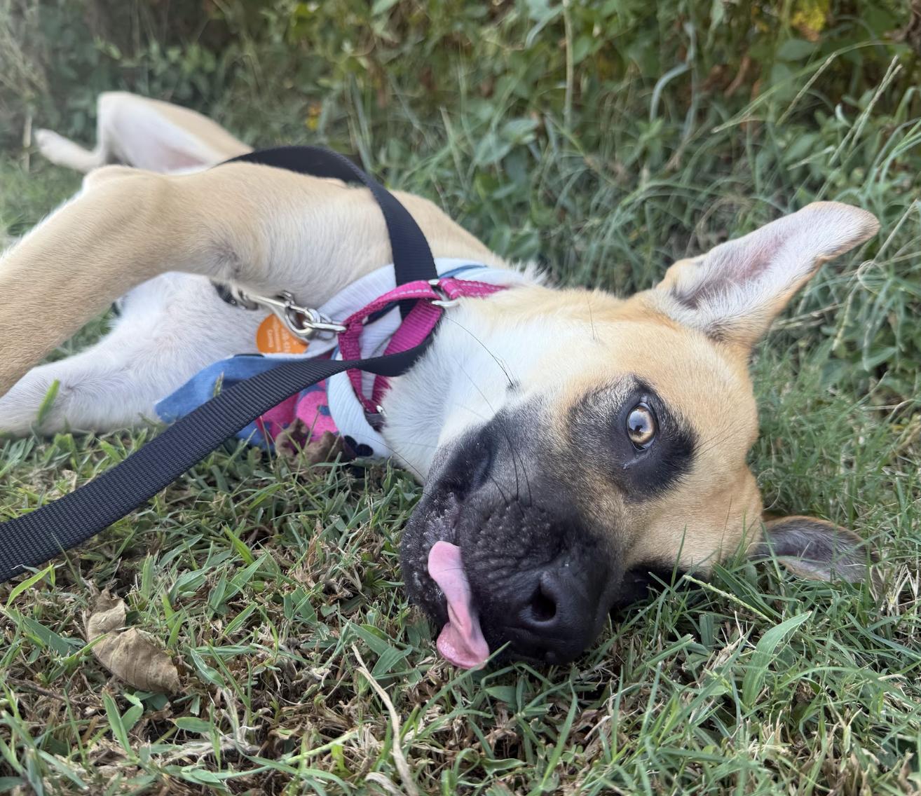 Enlarge Carolina, a Adoptable mixed breed in Nashville, TN image 4/6