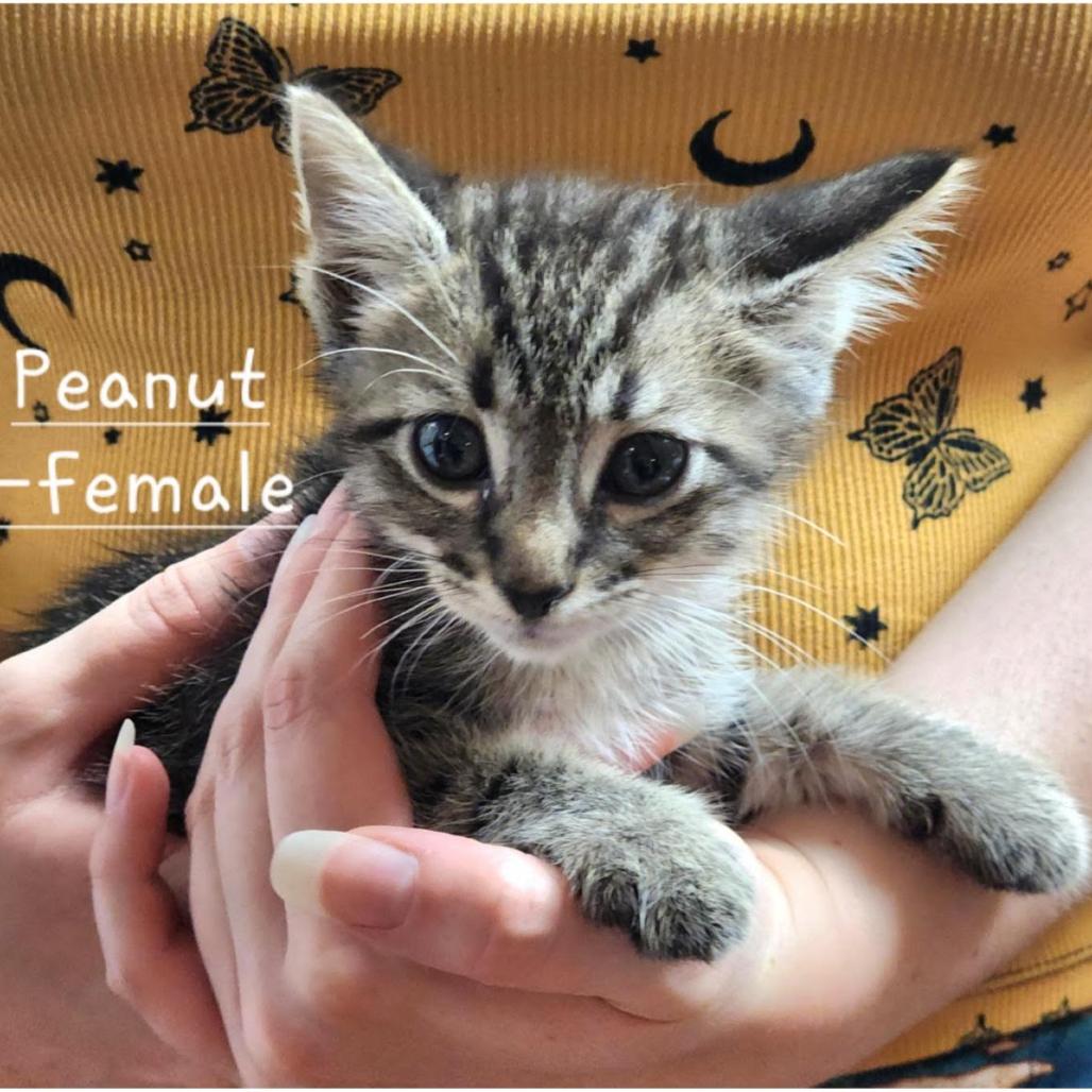 Peanut, Adoptable, Kitten Female Domestic Short Hair.
