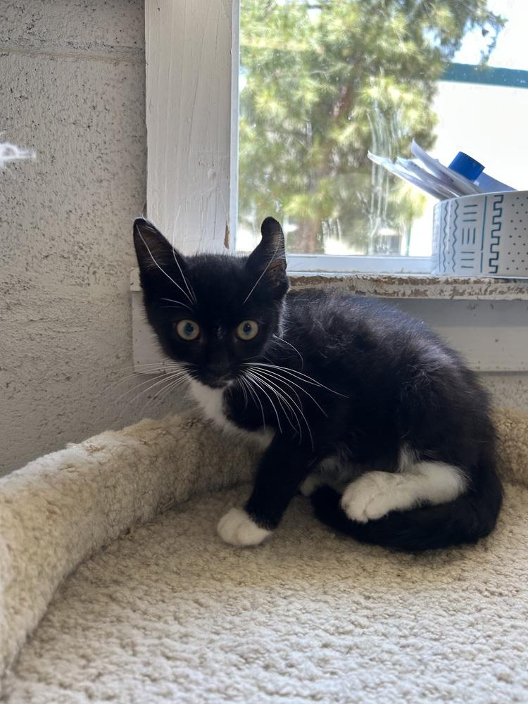 Raul, Adoptable, Kitten Female Domestic Short Hair.