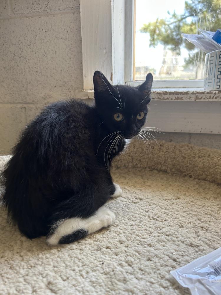 Enlarge Raul, a Adoptable Domestic Short Hair in Ontario, CA image 2/2