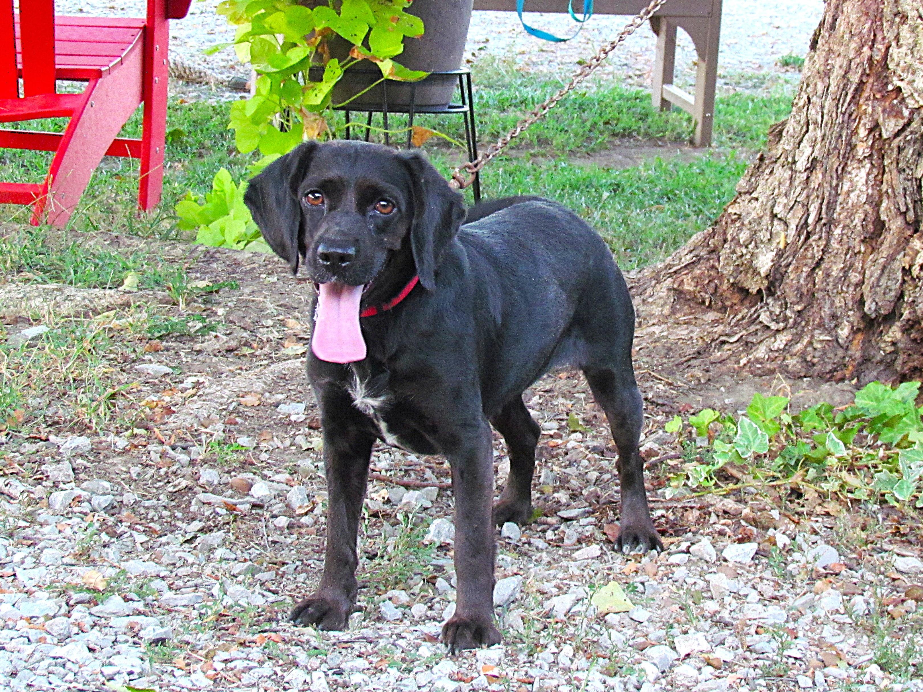 Enlarge MOLLY, an adoptable mixed breed in Newburgh, NY image 1/6