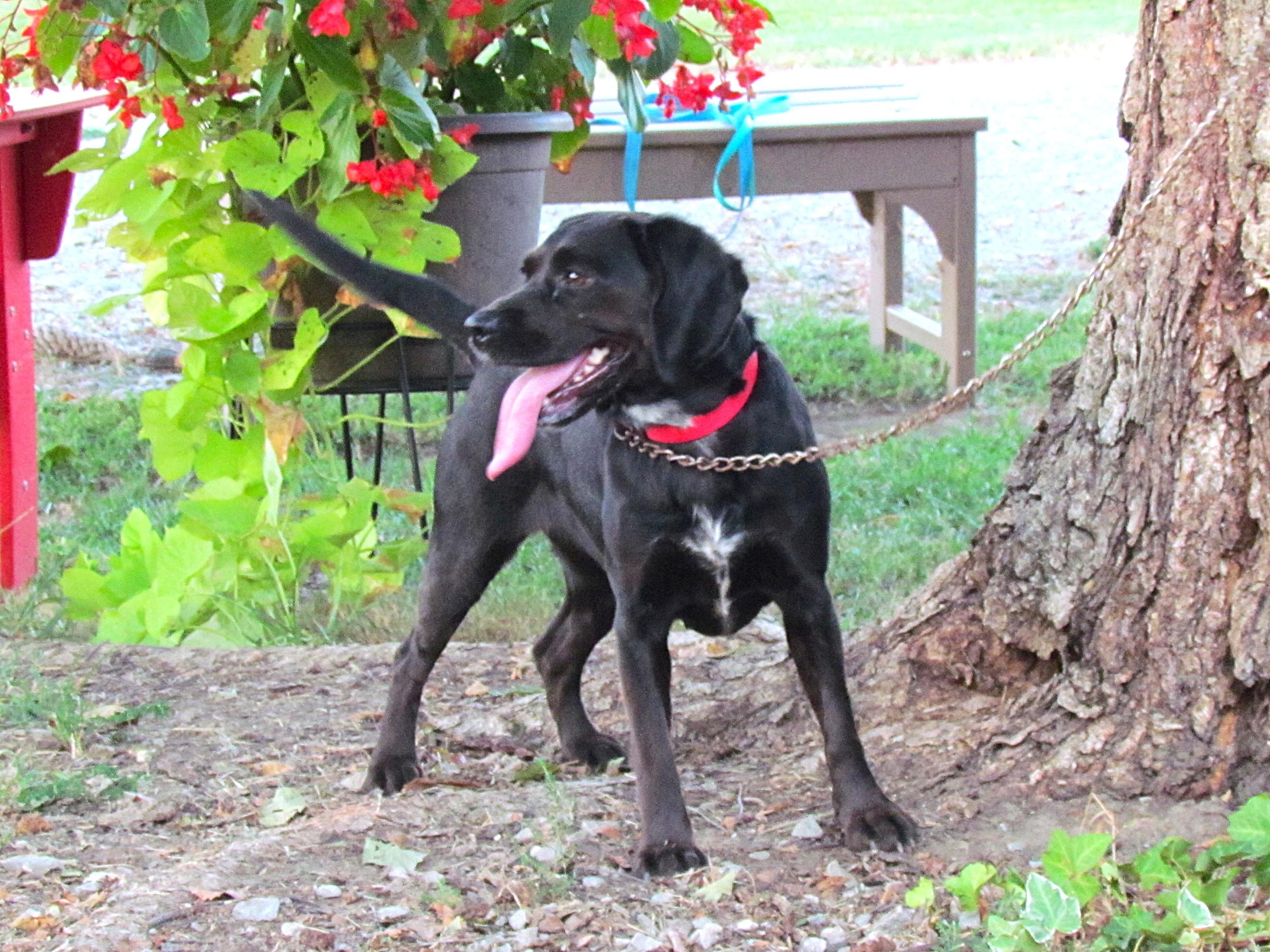 Enlarge MOLLY, an adoptable mixed breed in Newburgh, NY image 5/6
