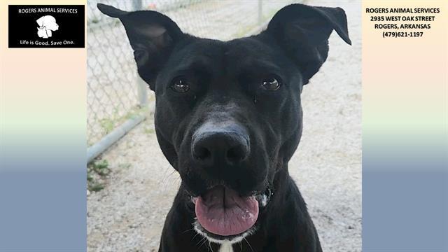Enlarge BEAUTY, a Adoptable Pit Bull Terrier in Rogers, AR image 1/1
