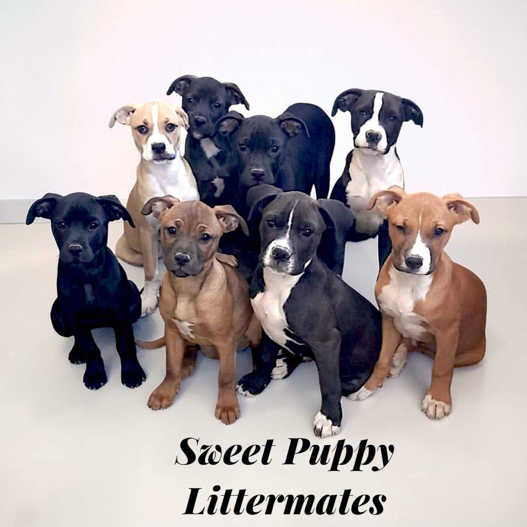 Enlarge Maya, an adopted mixed breed in Encinitas, CA image 2/2