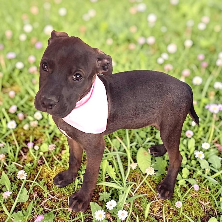 Enlarge Maya, an adopted mixed breed in Encinitas, CA image 1/2