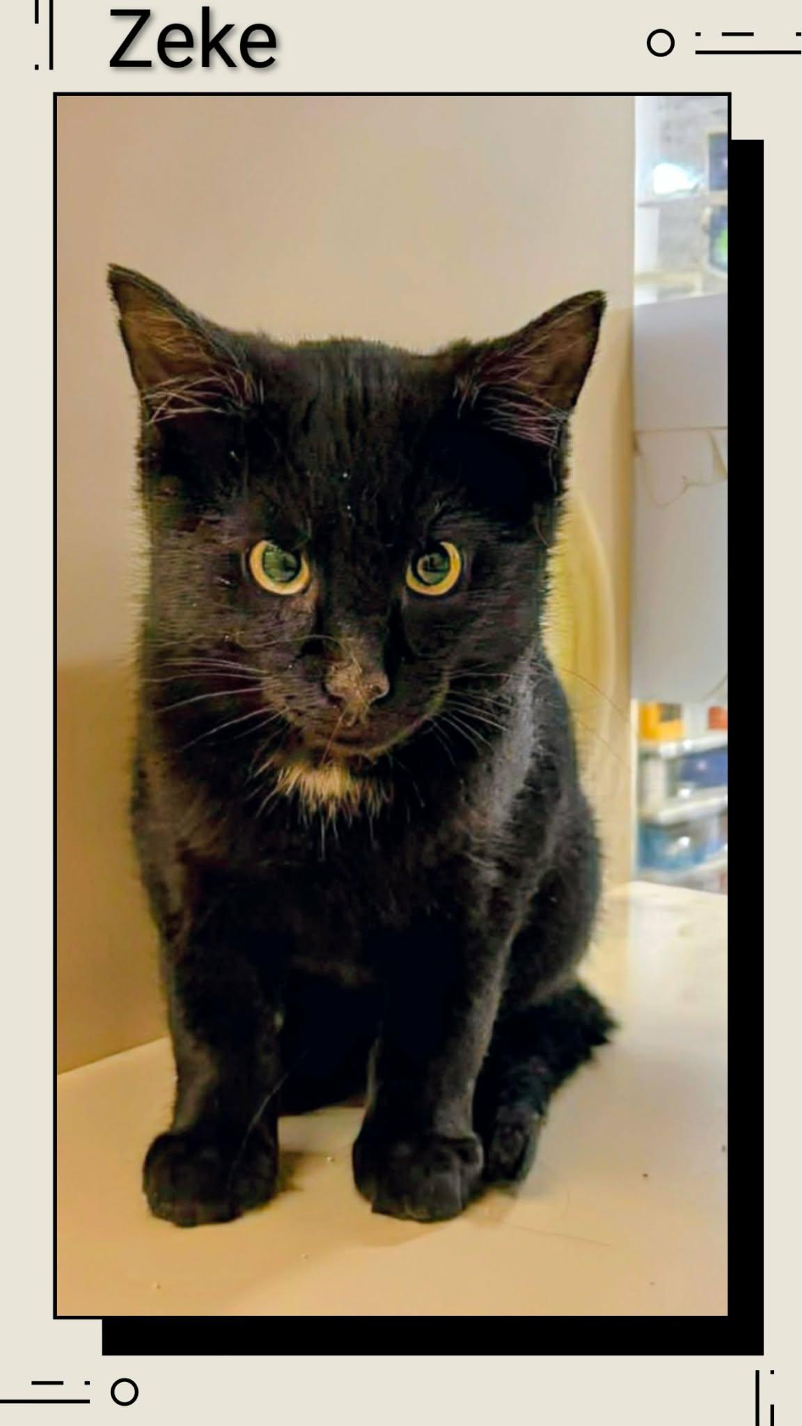 Zeke, Adoptable, Young Male Domestic Short Hair.