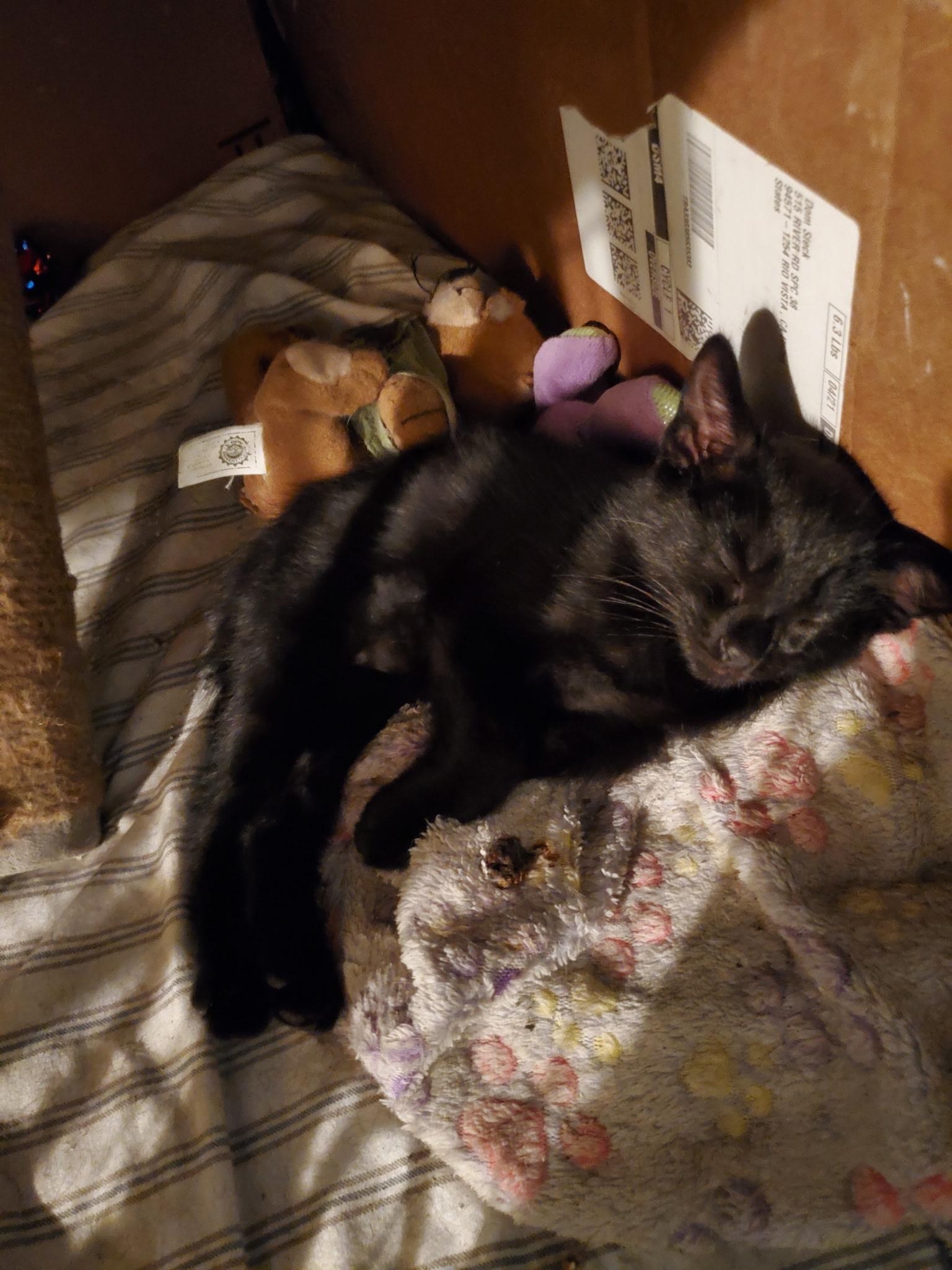 Enlarge Moon Kitty, a Adoptable mixed breed in Dixon, CA image 1/1