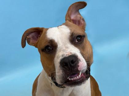 Max, Adoptable, Adult Male Pit Bull Terrier & Mixed Breed.