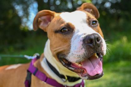 Max, a Adoptable mixed breed in Coon Rapids, MN image 2/3