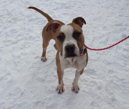 Max, a Adoptable mixed breed in Coon Rapids, MN image 3/3