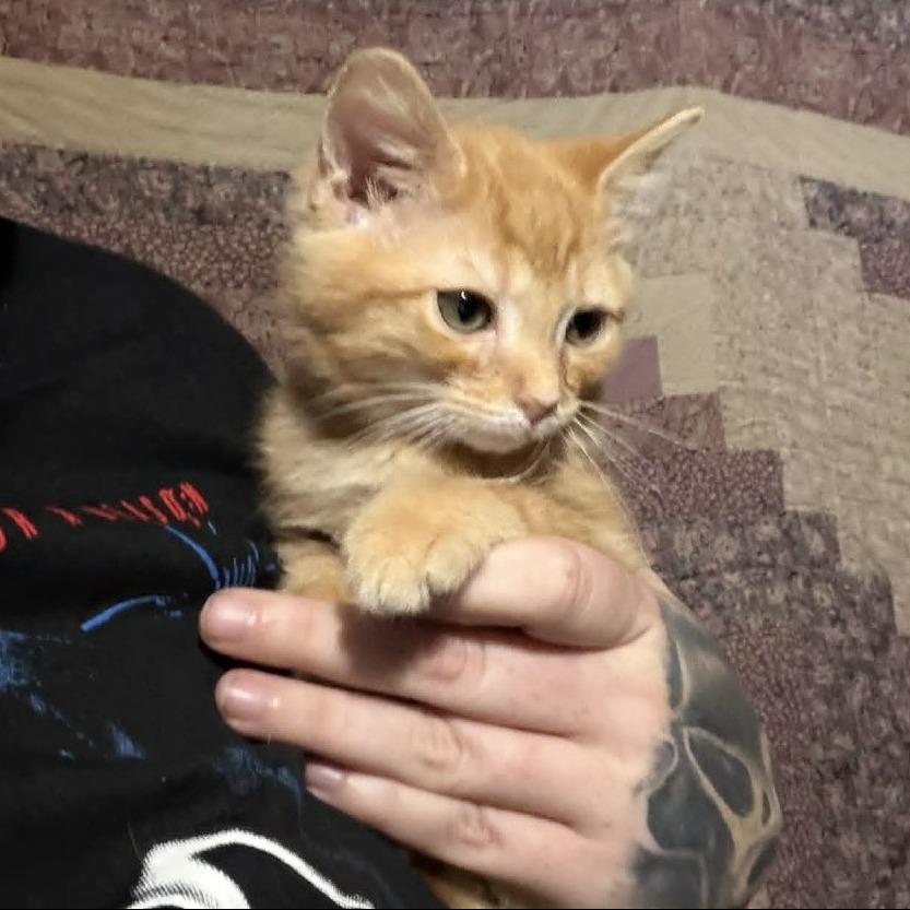 Bop It!, Adoptable, Kitten Male Domestic Medium Hair.