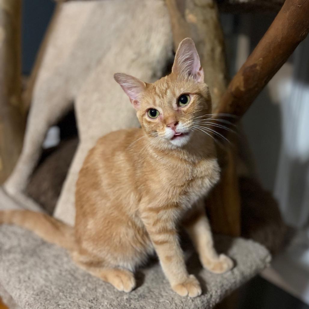 Enlarge Bop It!, a Adoptable Domestic Medium Hair in Middletown, OH image 2/6