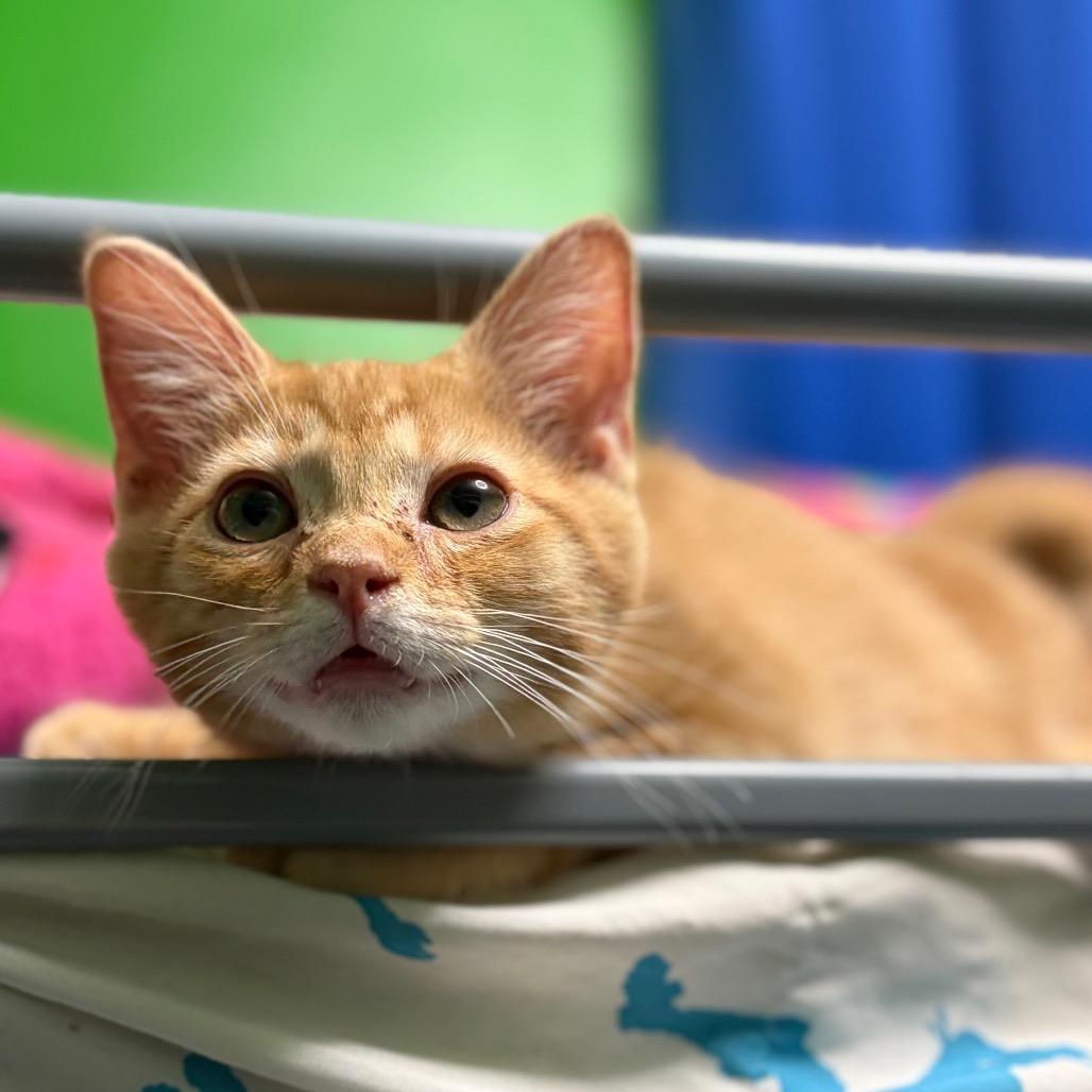 Enlarge Bop It!, a Adoptable Domestic Medium Hair in Middletown, OH image 2/6