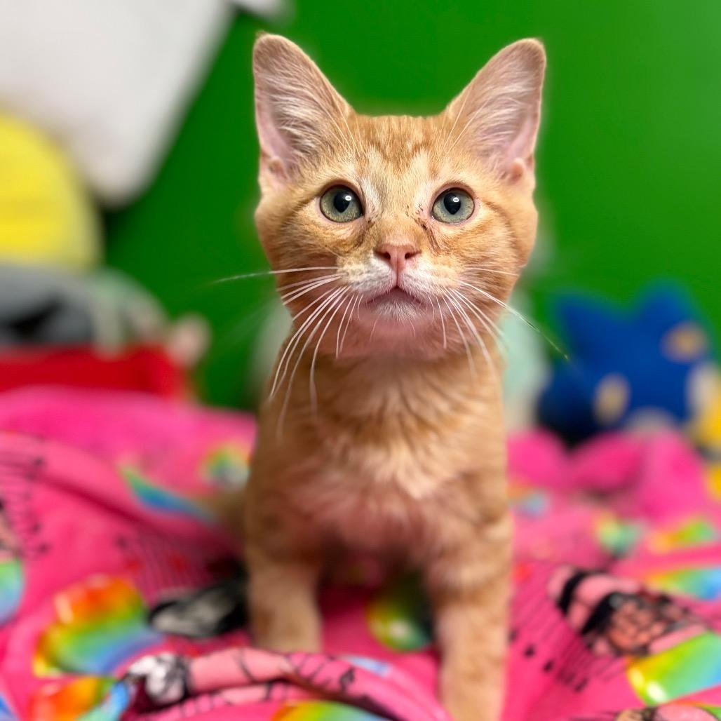 Enlarge Bop It!, a Adoptable Domestic Medium Hair in Middletown, OH image 3/6