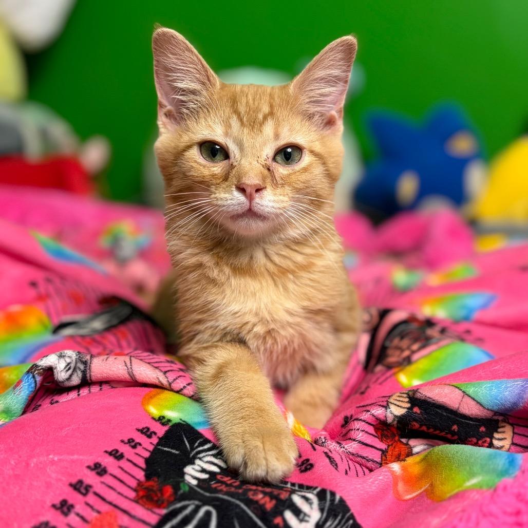 Enlarge Bop It!, a Adoptable Domestic Medium Hair in Middletown, OH image 4/6