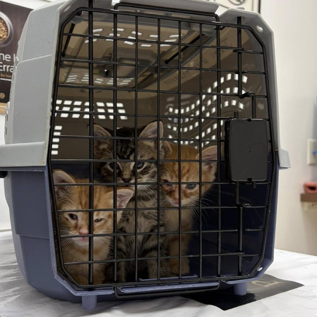 Enlarge Bop It!, a Adoptable Domestic Medium Hair in Middletown, OH image 5/6