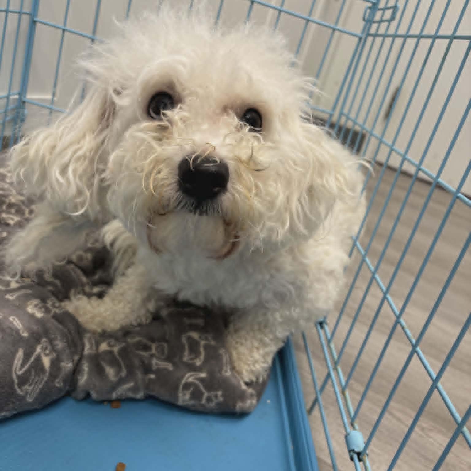 Gus, adopted, Young Male Bichon Frise.