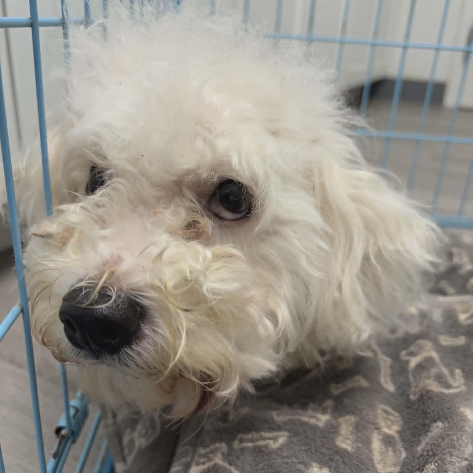 Enlarge Gus, an adopted mixed breed in Orange, VA image 3/3