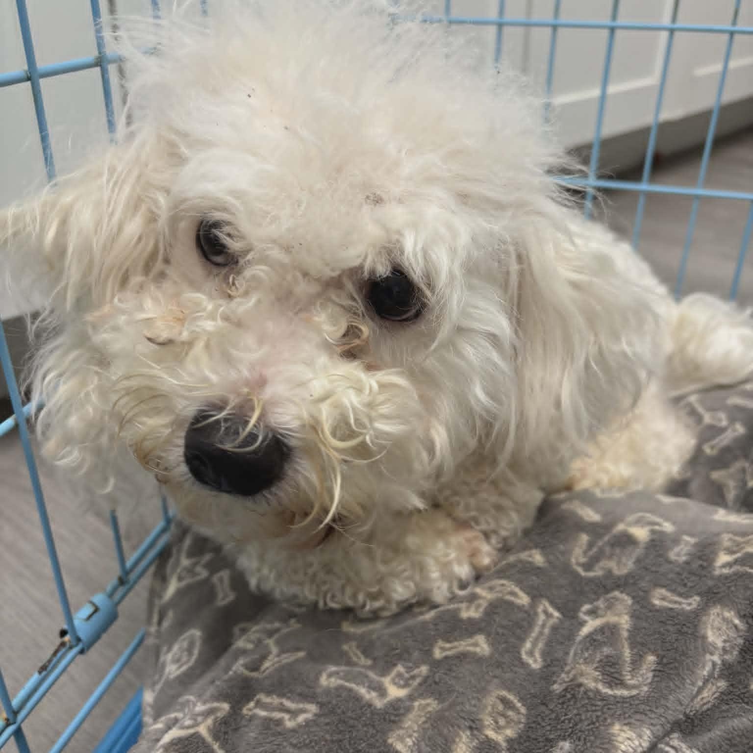 Enlarge Gus, an adopted mixed breed in Orange, VA image 2/3