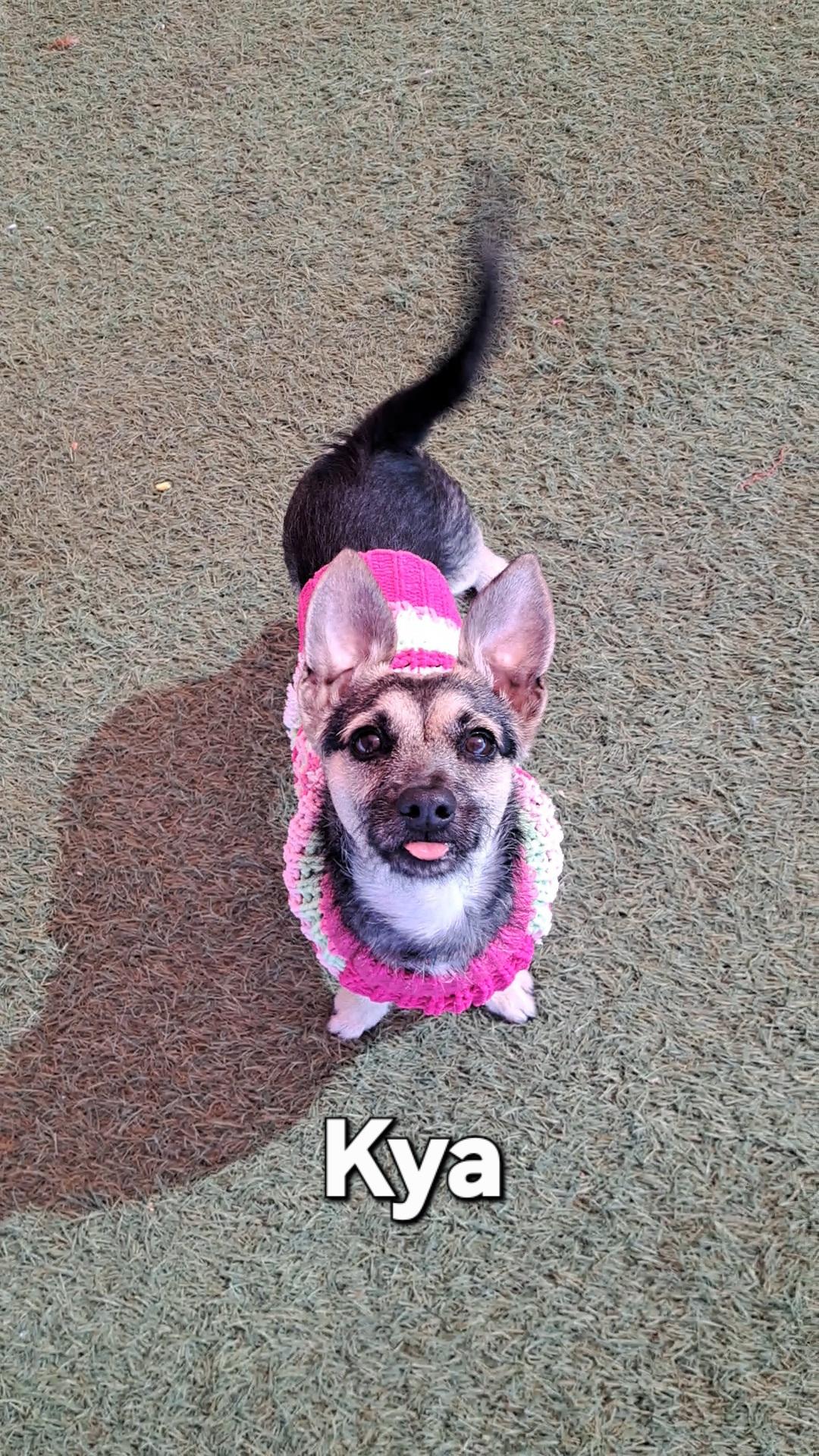 Kya, a ADOPTABLE mixed breed in Glendale, AZ image 3/3