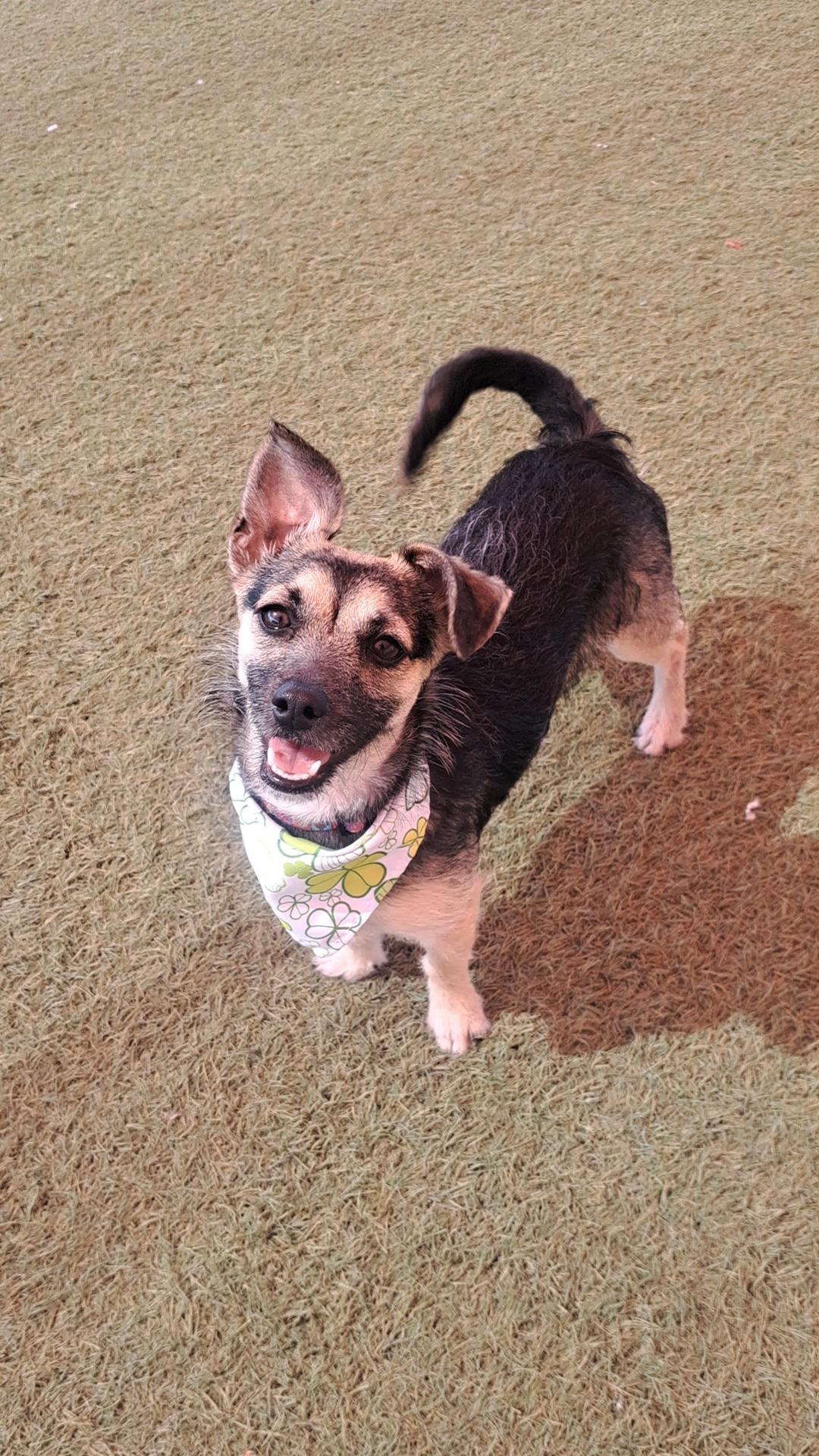 Enlarge Kya, a ADOPTABLE mixed breed in Glendale, AZ image 1/4