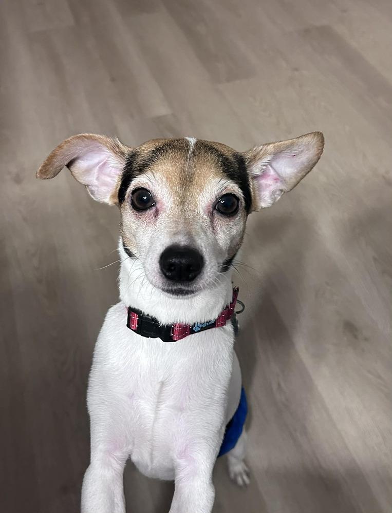 Enlarge Reed, a Adoptable mixed breed in Mundelein, IL image 1/6