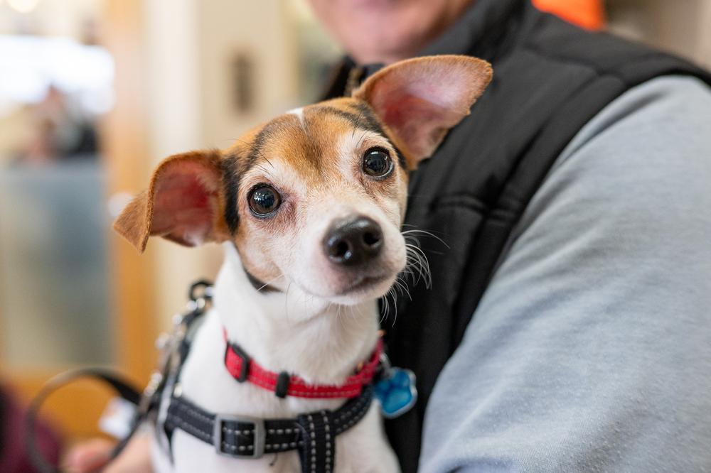 Enlarge Reed, a Adoptable mixed breed in Mundelein, IL image 2/6
