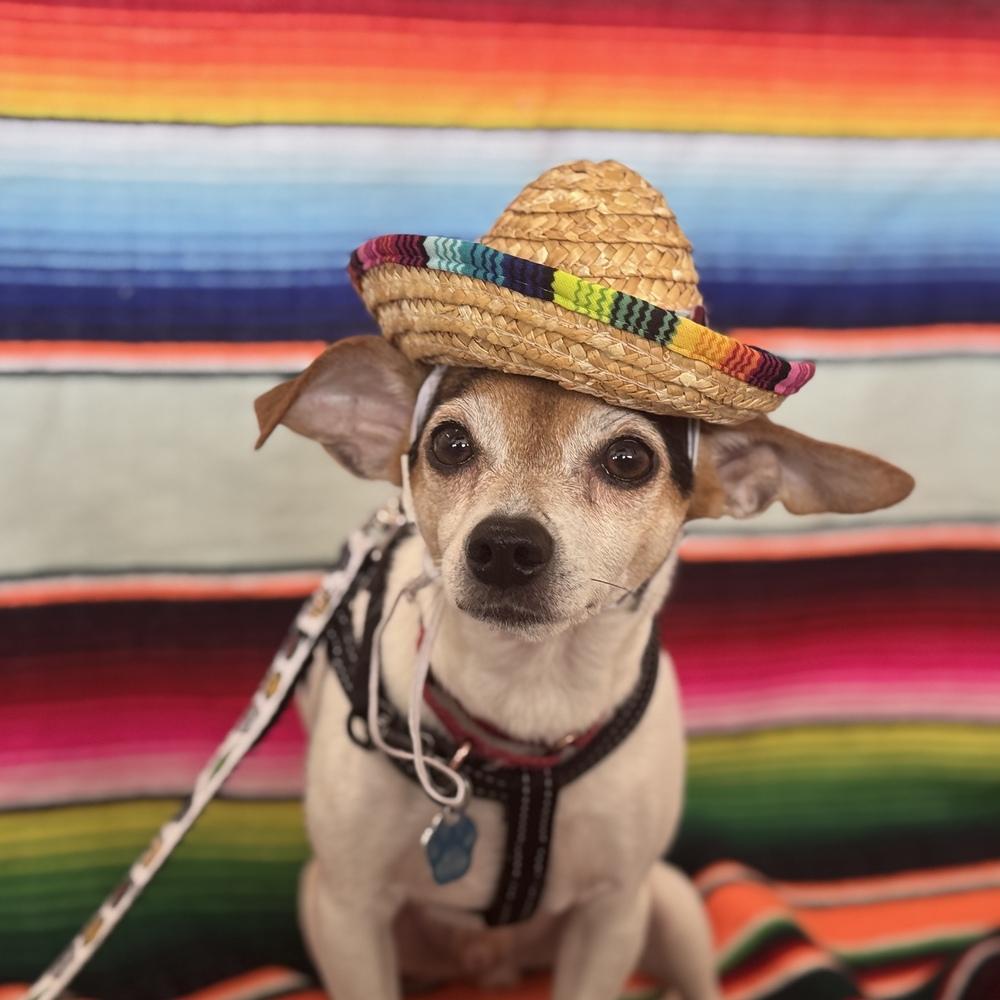 Reed, a Adoptable mixed breed in Mundelein, IL image 4/6