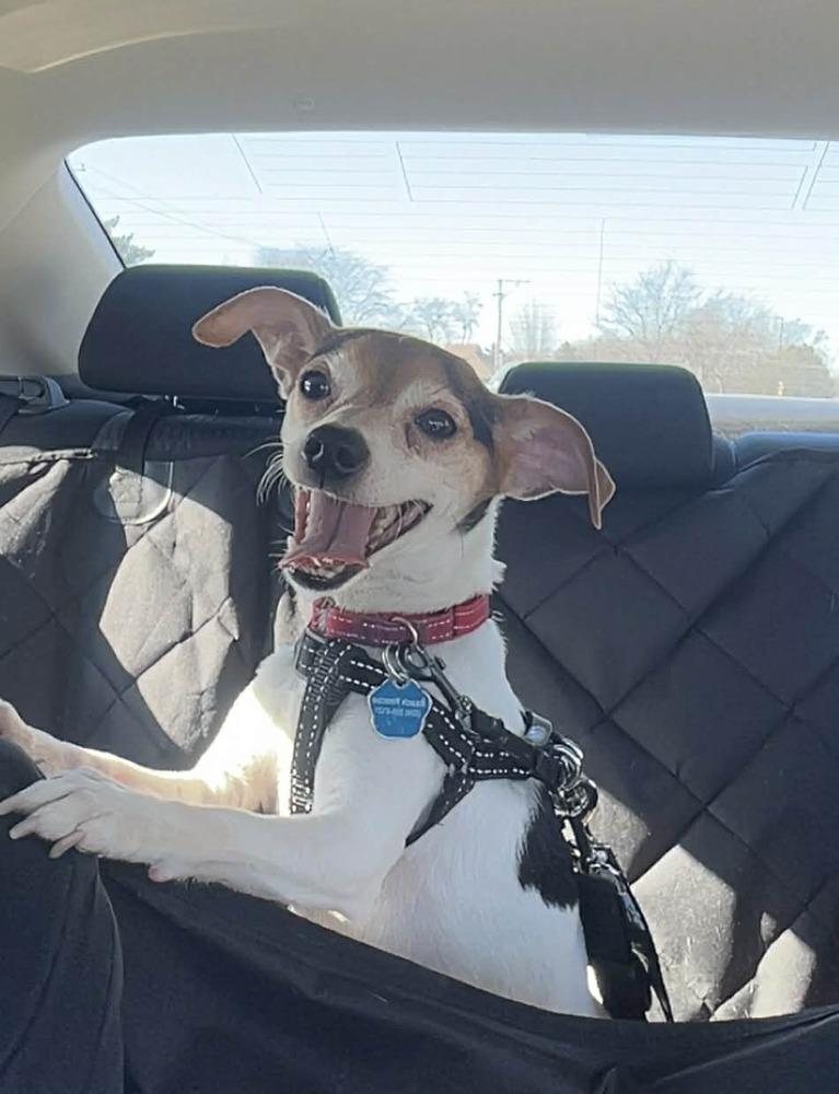 Enlarge Reed, a Adoptable mixed breed in Mundelein, IL image 4/6