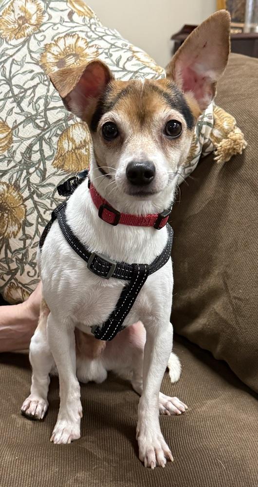 Enlarge Reed, a Adoptable mixed breed in Mundelein, IL image 4/6