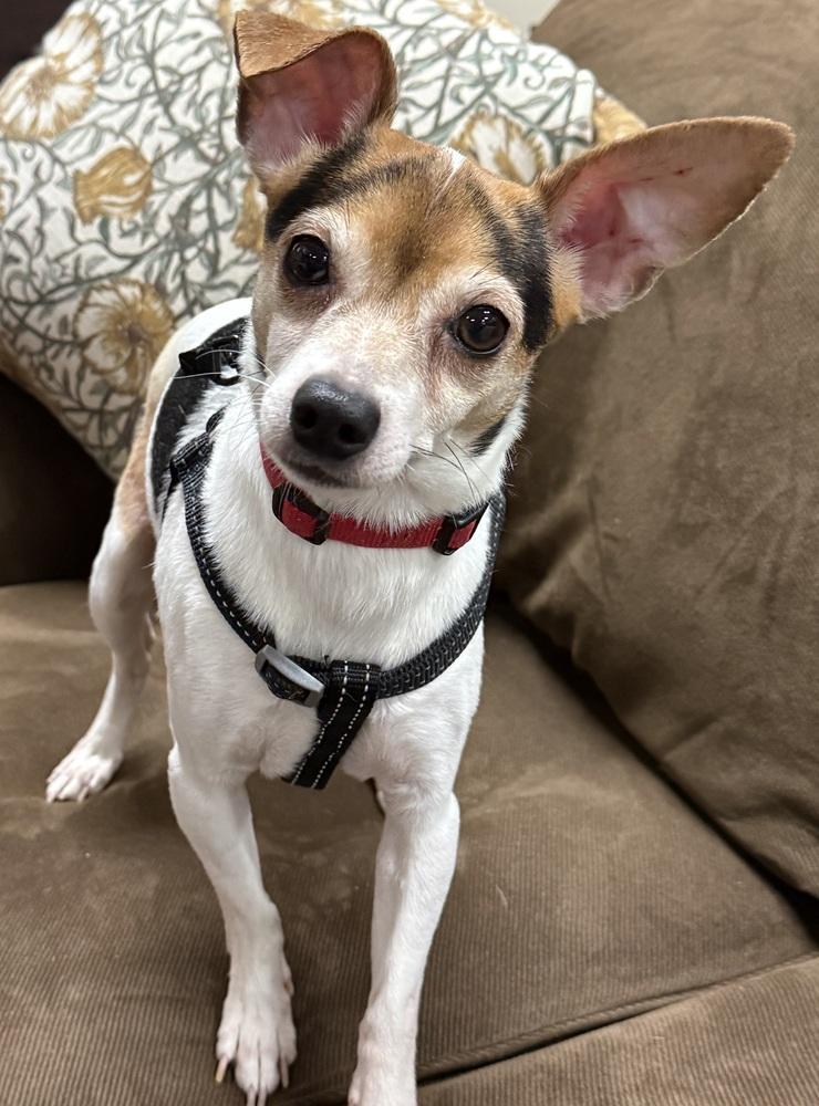 Enlarge Reed, a Adoptable mixed breed in Mundelein, IL image 5/6