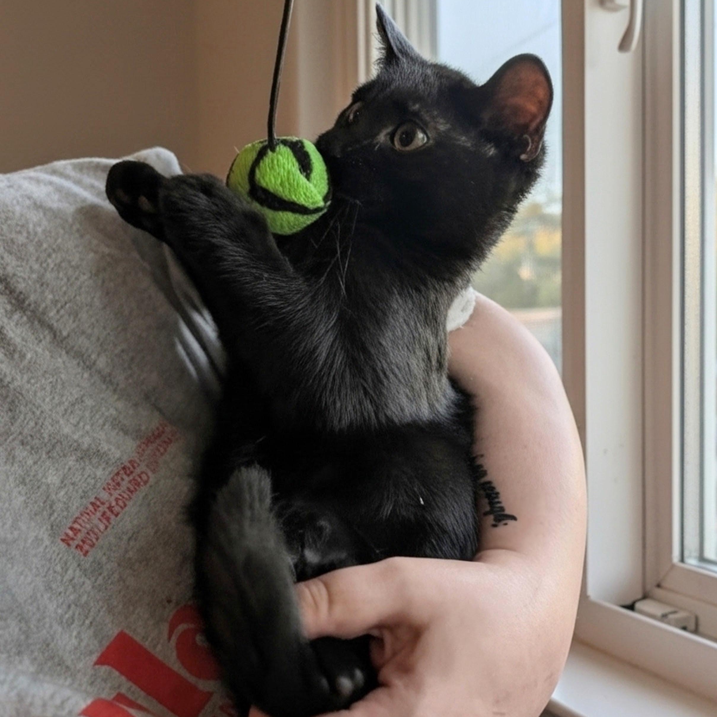 Elmo, ADOPTABLE, Kitten Male Domestic Short Hair.