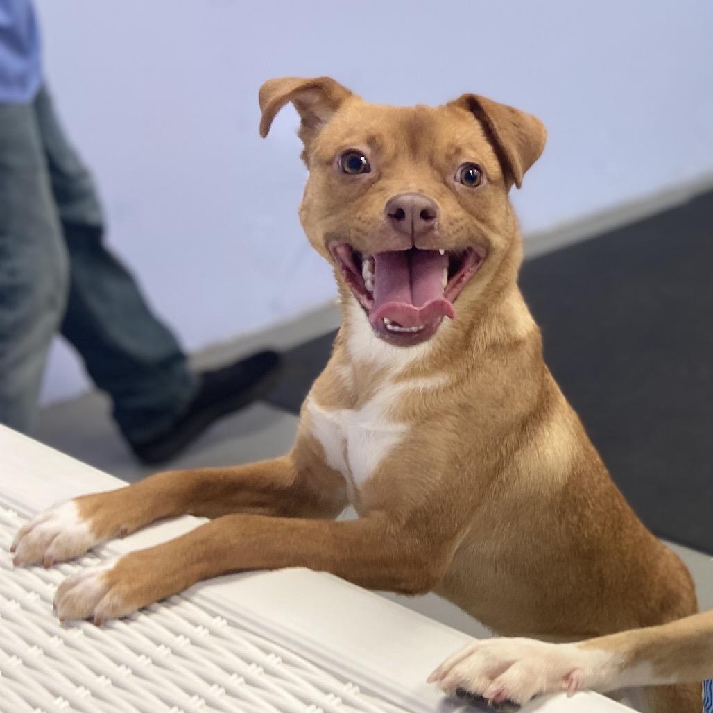 Kirsten, a Adoptable Mixed Breed in Westhampton, NY image 2/6