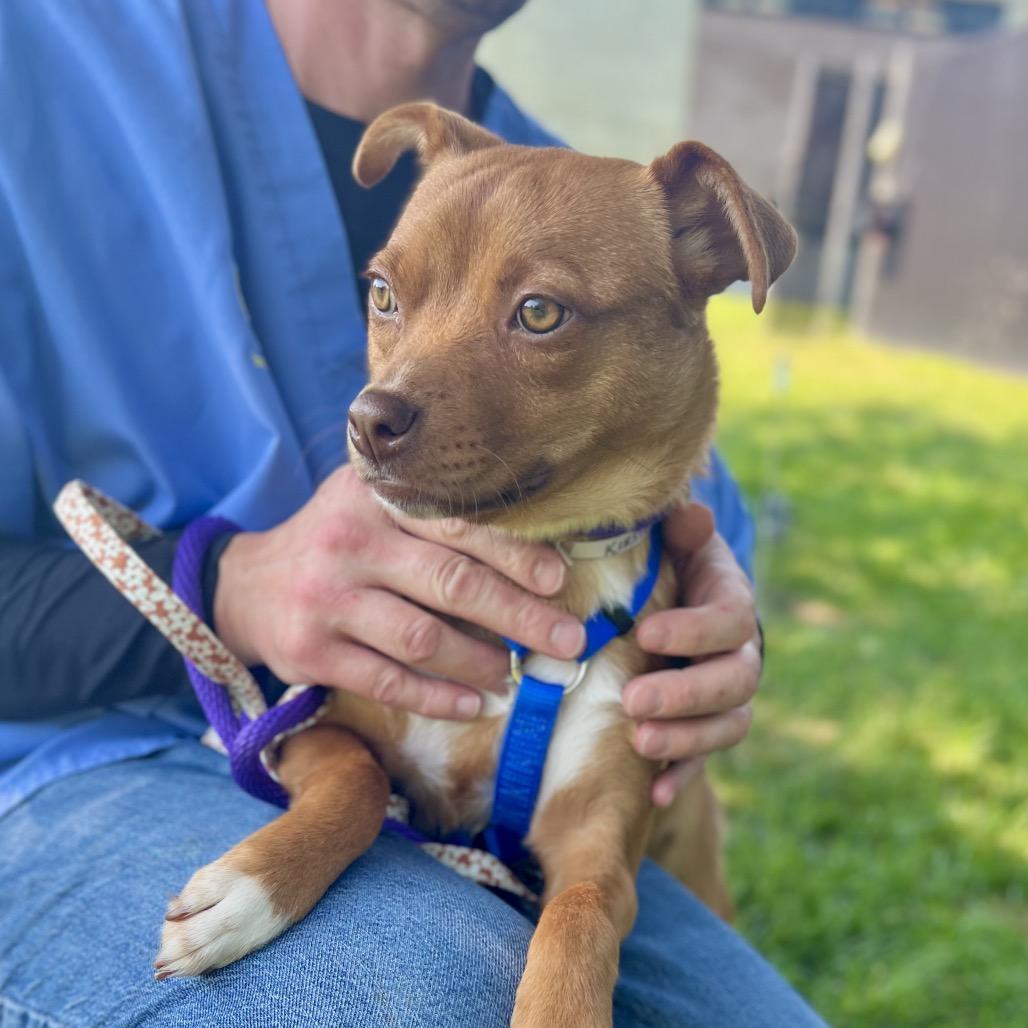 Kirsten, a Adoptable Mixed Breed in Westhampton, NY image 3/6