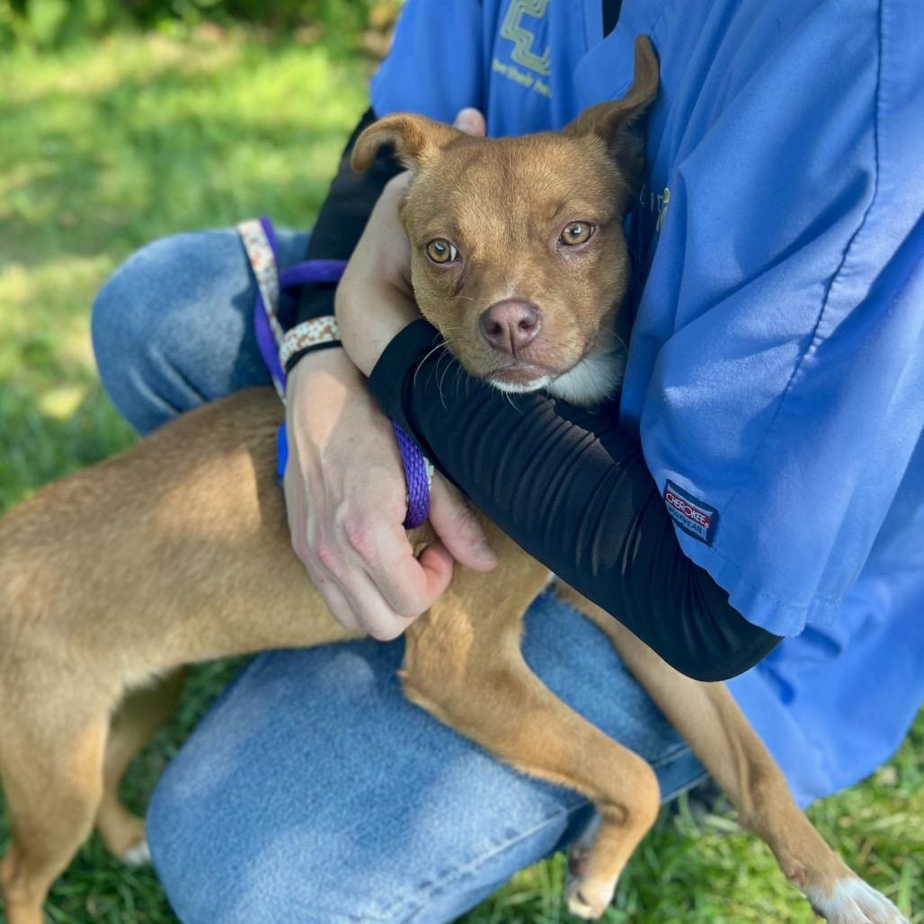 Kirsten, a Adoptable Mixed Breed in Westhampton, NY image 6/6