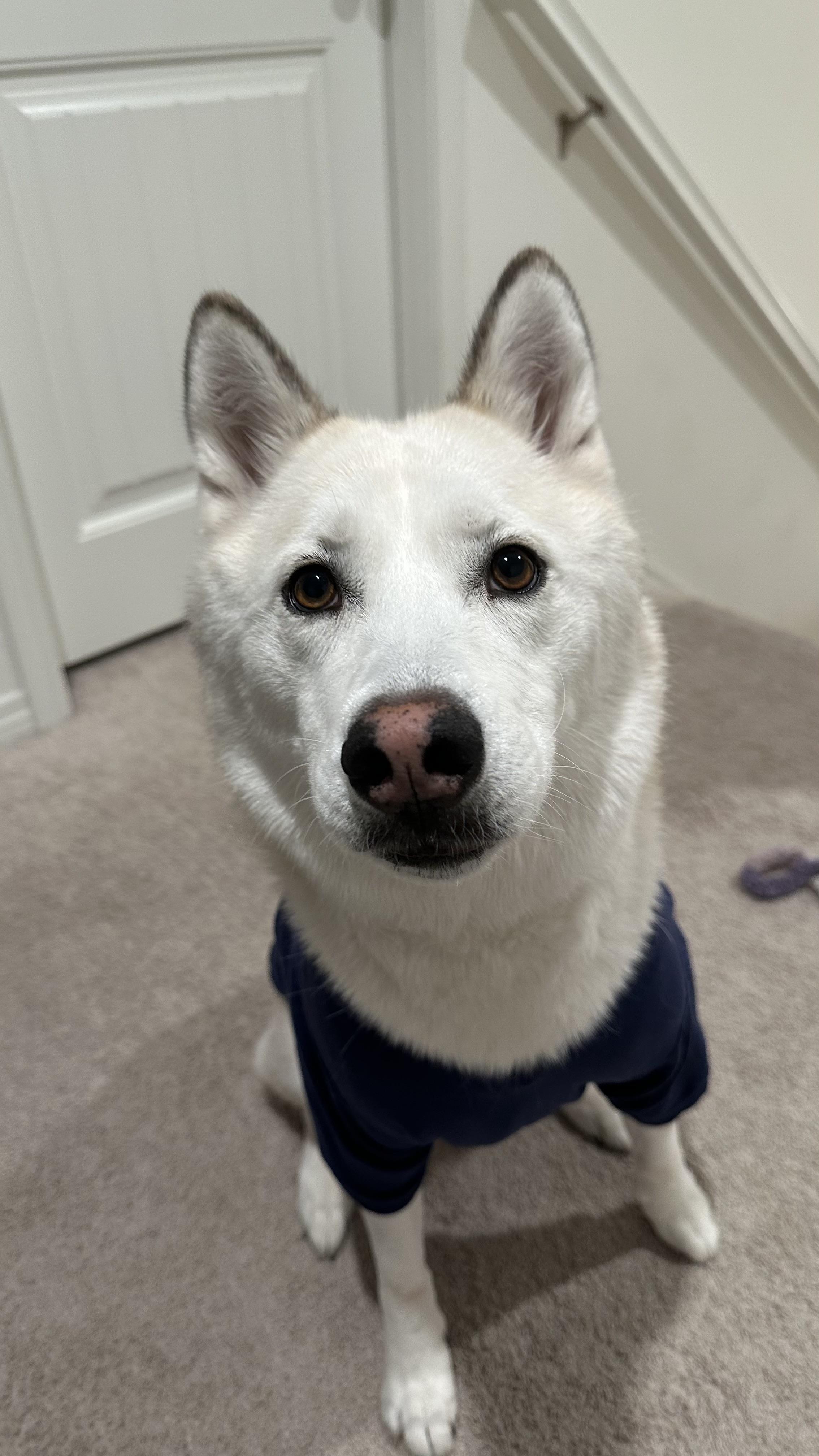 Sol, a ADOPTABLE Siberian Husky in Menifee, CA image 3/5