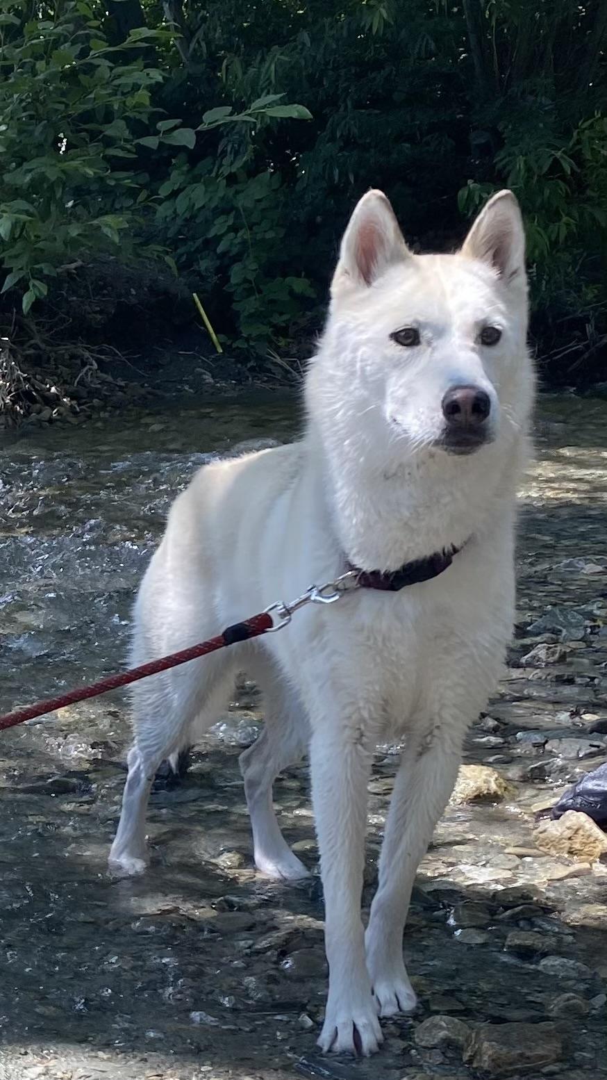 Sol, ADOPTABLE, Adult Female Siberian Husky.