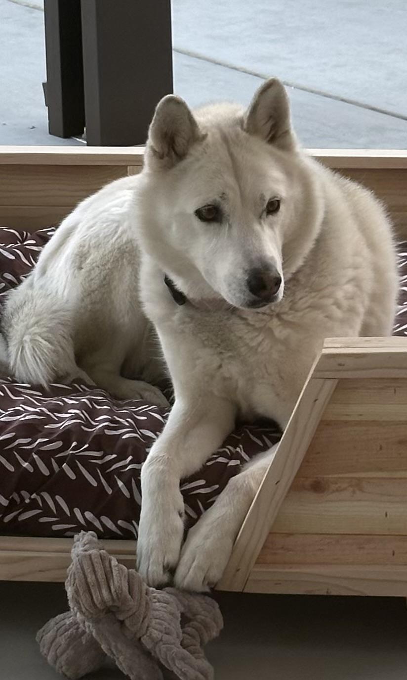 Sol, a ADOPTABLE Siberian Husky in Menifee, CA image 4/5