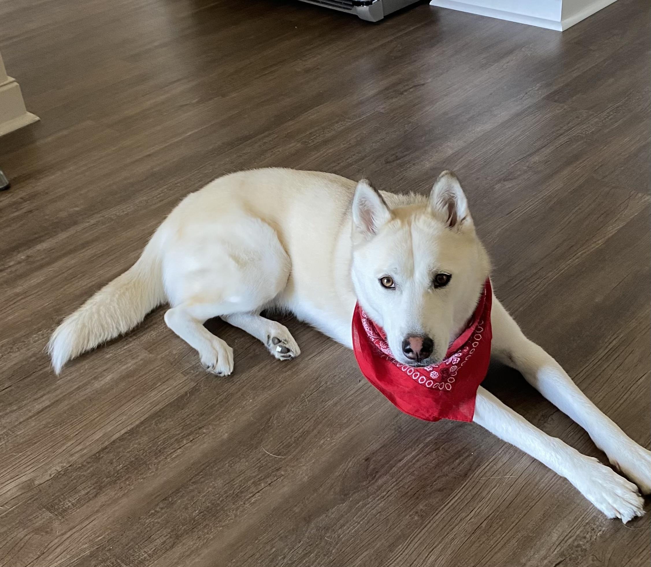 Sol, a ADOPTABLE Siberian Husky in Menifee, CA image 5/5