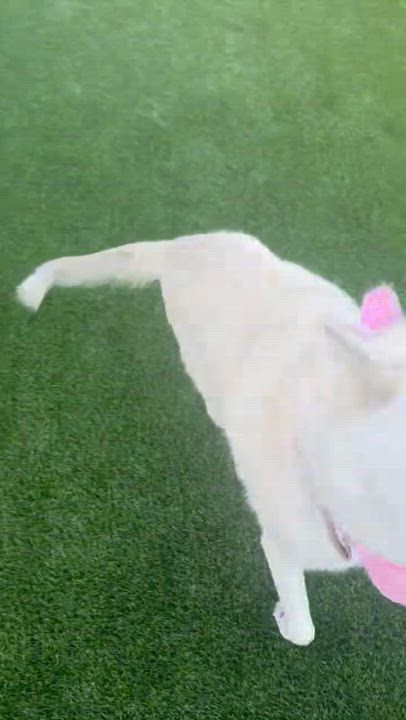Enlarge Sol, a ADOPTABLE Siberian Husky in Menifee, CA video 2/5